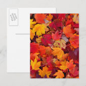 Magnificent Maple Leaves Briefkaart (Voorkant / Achterkant)