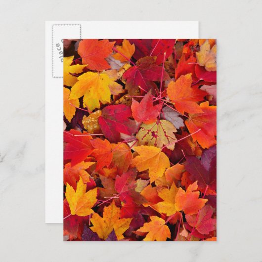 Magnificent Maple Leaves Briefkaart (Voorkant / Achterkant)