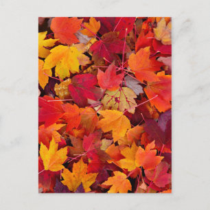 Magnificent Maple Leaves Briefkaart