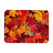 Magnificent Maple Leaves Magneet (Horizontaal)
