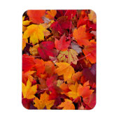 Magnificent Maple Leaves Magneet (Verticaal)