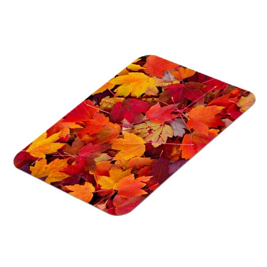 Magnificent Maple Leaves Magneet (Linkerzijde)