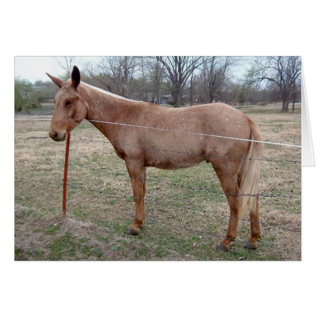 Magnificent Mule! Pas het aan! (Voorkant Horizontaal)