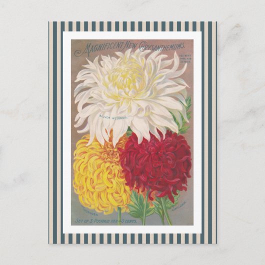 Magnificent Mums Vintage Art Briefkaart (Voorkant)