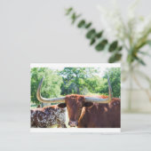 Magnificent Texas Longhorn Bull Briefkaart (Staand voorkant)