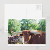 Magnificent Texas Longhorn Bull Briefkaart (Voorkant / Achterkant)
