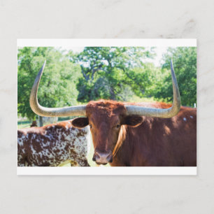Magnificent Texas Longhorn Bull Briefkaart