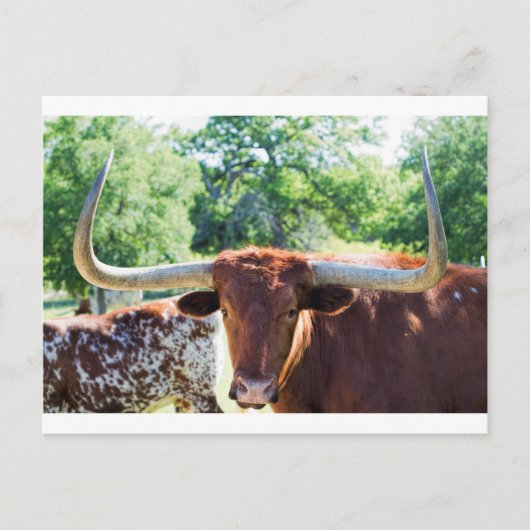 Magnificent Texas Longhorn Bull Briefkaart (Voorkant)