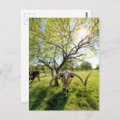 Magnificent Texas Longhorn Steer Briefkaart (Voorkant / Achterkant)