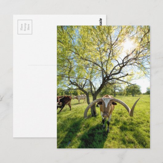 Magnificent Texas Longhorn Steer Briefkaart (Voorkant / Achterkant)