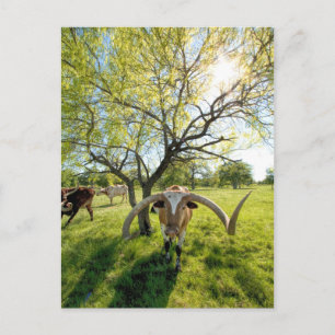 Magnificent Texas Longhorn Steer Briefkaart