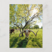 Magnificent Texas Longhorn Steer Briefkaart (Voorkant)