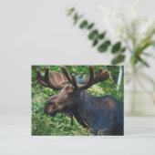 Magnificient Moose Briefkaart (Staand voorkant)