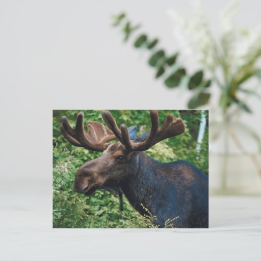 Magnificient Moose Briefkaart (Staand voorkant)