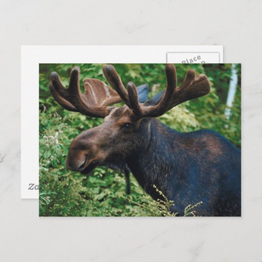 Magnificient Moose Briefkaart (Voorkant / Achterkant)