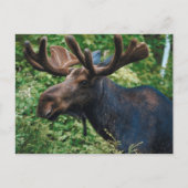 Magnificient Moose Briefkaart (Voorkant)
