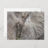 Magnifiek Briefkaart met olifanten (Voorkant / Achterkant)