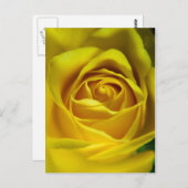 Magnifiek geel rozenmacroafbeelding briefkaart (Voorkant / Achterkant)