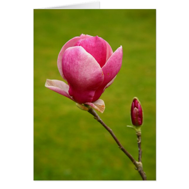 Magnolia (Voorkant)