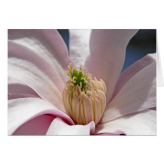 Magnolia