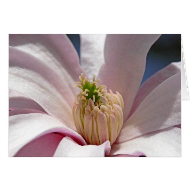 Magnolia (Voorkant Horizontaal)