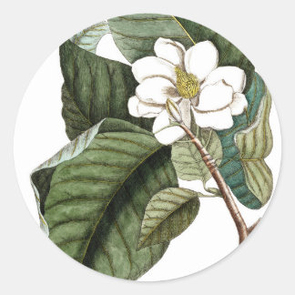  Magnolia #10 Botanische kunst cadeau voor haar Ronde Sticker