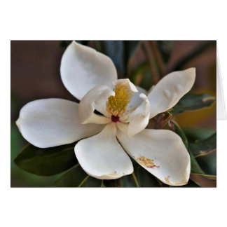 Magnolia Angel-kaart