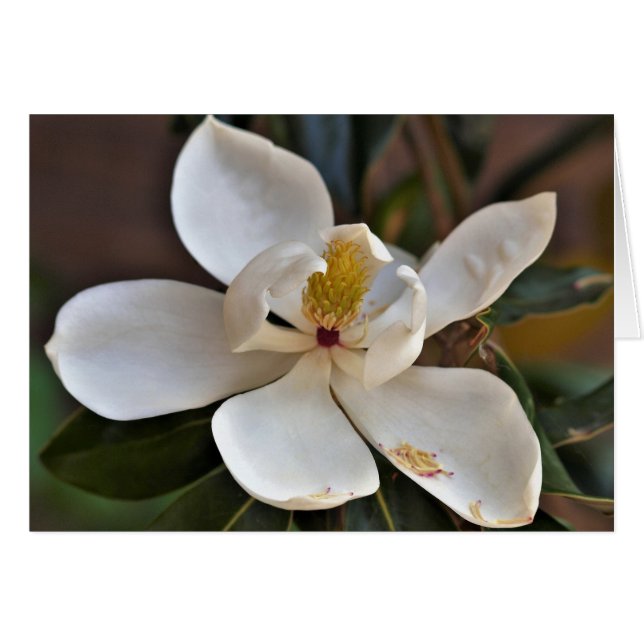 Magnolia Angel-kaart (Voorkant Horizontaal)
