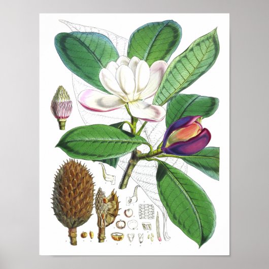  Magnolia Art print #1 Botanische Wall Art (Voorkant)