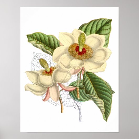  Magnolia Art print #4 Botanische Wall Art (Voorkant)