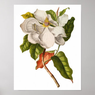 Magnolia Art print #5 Botanische Wall Art