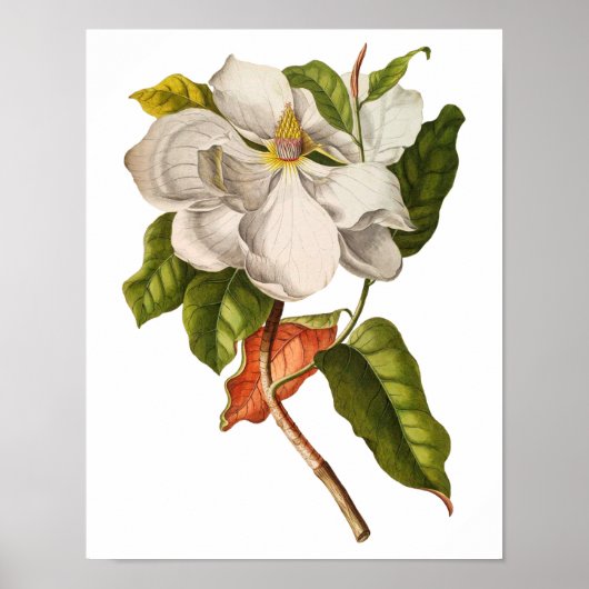 Magnolia Art print #5 Botanische Wall Art (Voorkant)