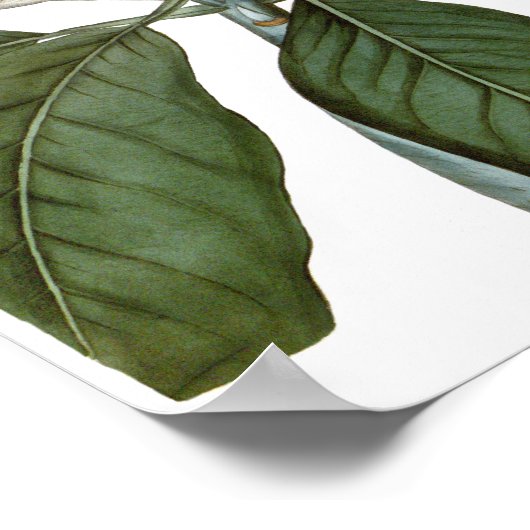  Magnolia Art print #6 Botanische Wall Art (Hoek)