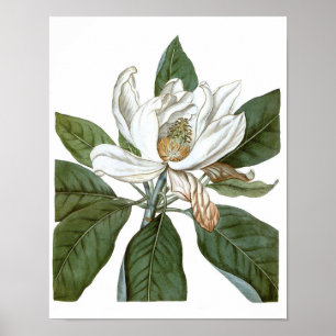  Magnolia Art print #6 Botanische Wall Art