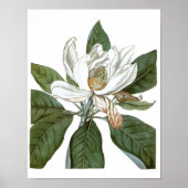  Magnolia Art print #6 Botanische Wall Art (Voorkant)