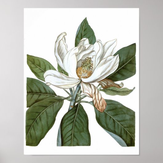  Magnolia Art print #6 Botanische Wall Art (Voorkant)