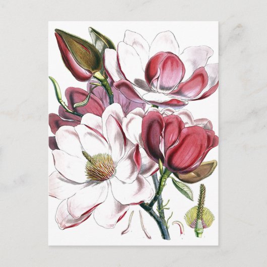 Magnolia Asian Flower  Old Illustration Briefkaart (Voorkant)