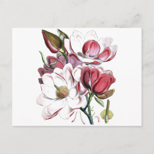 Magnolia Asian Flower  Old Illustration Briefkaart