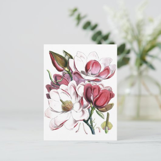 Magnolia Asian Flower Old Illustration Briefkaart (Staand voorkant)