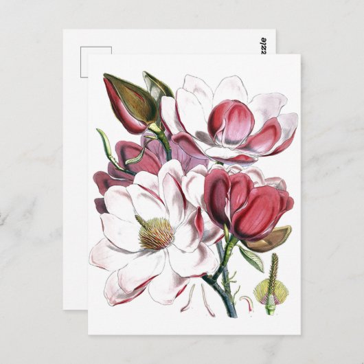 Magnolia Asian Flower  Old Illustration Briefkaart (Voorkant / Achterkant)
