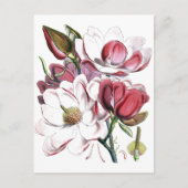 Magnolia Asian Flower  Old Illustration Briefkaart (Voorkant)