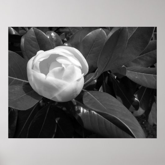 Magnolia Bloei in Zwart en Wit Poster (Voorkant)