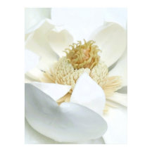 Magnolia Bloei