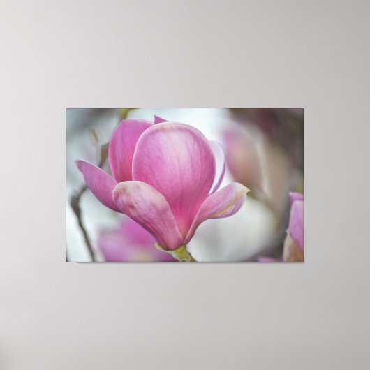Magnolia Bloem Boom Canvas Afdruk (Voorkant)