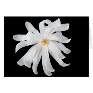 Magnolia Bloem op Zwart