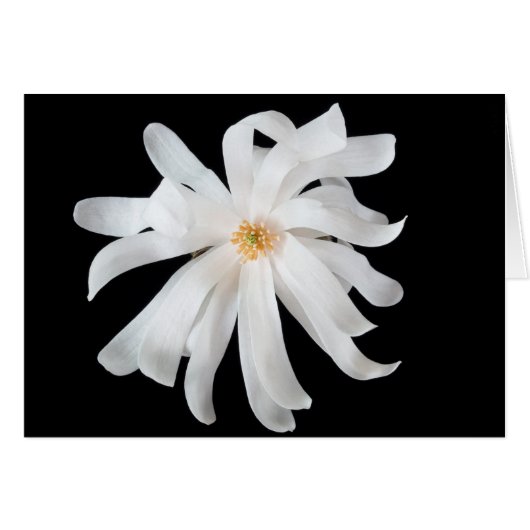 Magnolia Bloem op Zwart (Voorkant Horizontaal)