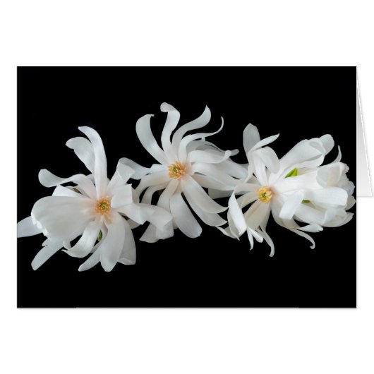 Magnolia Bloem Trio op Zwart (Voorkant Horizontaal)