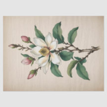 Magnolia Bloemen
