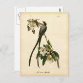 Magnolia Bloemen Vogelvanger Briefkaart (Voorkant / Achterkant)