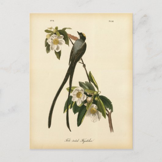 Magnolia Bloemen Vogelvanger Briefkaart (Voorkant)